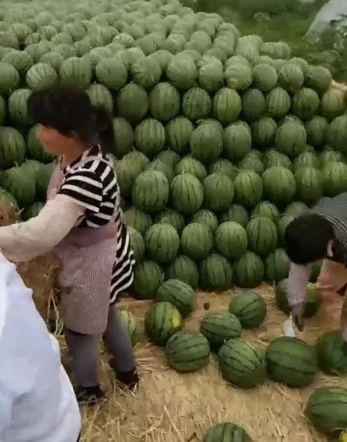 山东女子吃瓜,瓜中藏宝引发热议