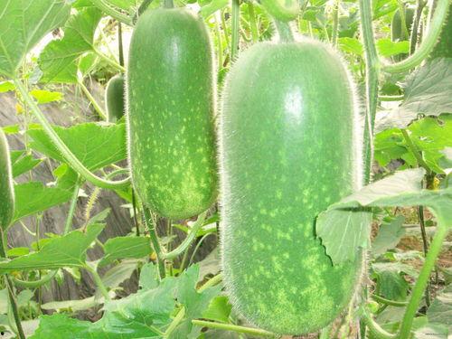 吃瓜能瘦吗,揭秘瓜果中的瘦身秘密