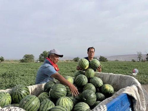 垦利区吃瓜视频,揭秘当地美食文化盛宴