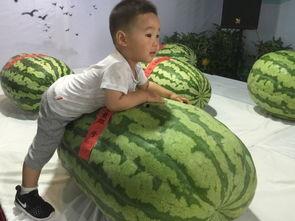 鞍山吃瓜群众事件,网络舆论的风暴与反思