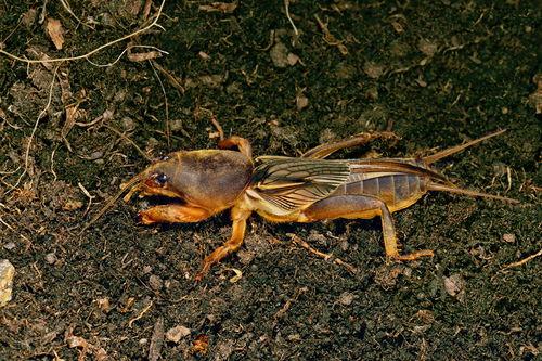 电子蛐蛐 吃瓜,揭秘“吃瓜”背后的网络文化现象