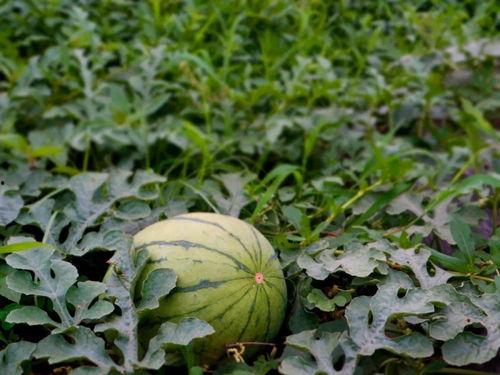 梦见自己走瓜地吃瓜,漫步瓜地，尽享甜蜜滋味