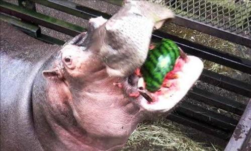 河马吃小瓜,瓜果飘香中的悠闲时光