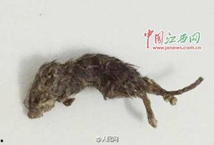 老鼠吃瓜仔,一场趣味横生的田园趣事