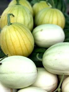 吃瓜品果,品味生活百态