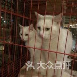 胖猫时间吃瓜,瓜田里的欢乐时光