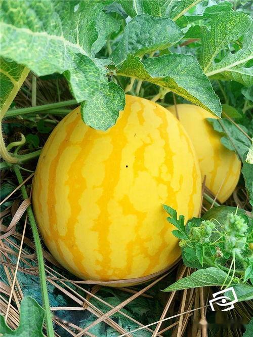 海后吃瓜,揭秘娱乐圈背后的那些事儿