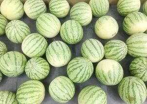 山水吃瓜,尽享田园生活韵味