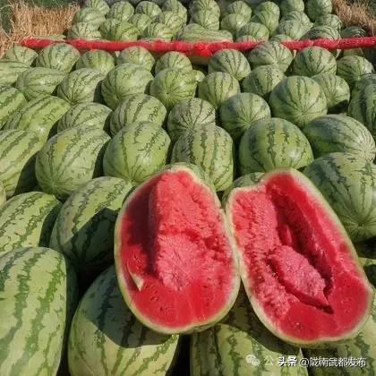 瓜地吃大西瓜,大西瓜的甜蜜诱惑