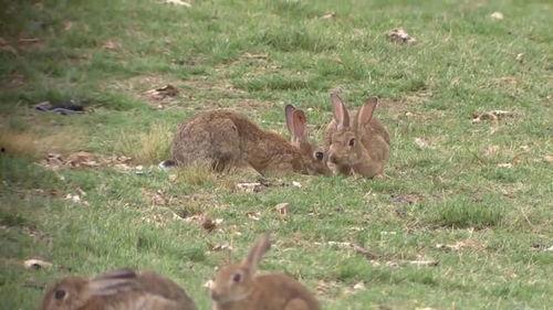 自由吃瓜兔区,揭秘网络社交的狂欢盛宴