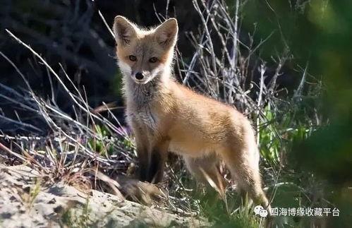 狐狸吃瓜搞笑视频